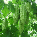 Karela - Bitter Gourd Seeds for Home Gardening - Pack of 20 Seeds