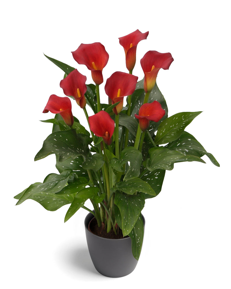 Zantedeschia - Calla lily Bloody Mary Imported Flower Bulbs Size 16/18 (Red)