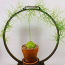 Bowiea Volubilis/Climbing Onion Green Color Flower Bulb