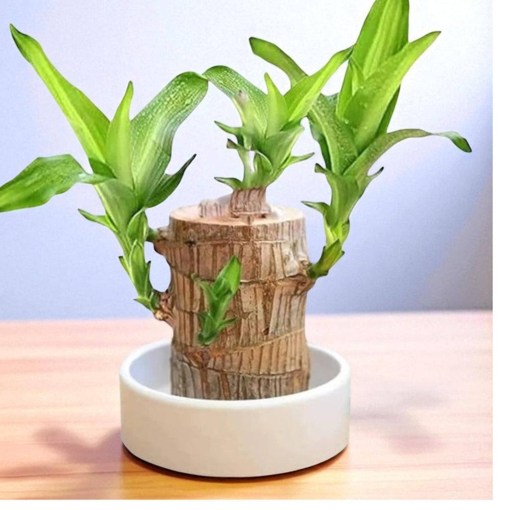 brazilian indoor plants Plantogallery Brazilian Wood Plant – Exotic Indoor & Outdoor Garden Foliage