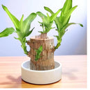 Brazilian Wood Plant – Exotic Indoor & Outdoor Foliage for Home Garden