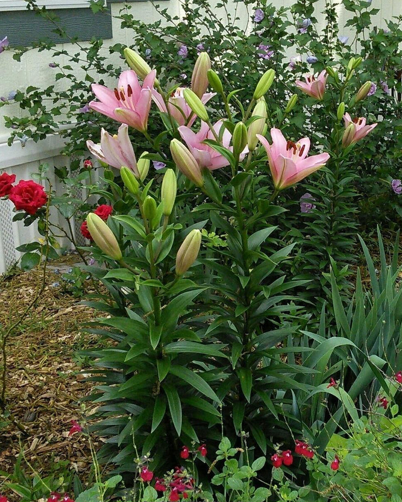 Plantogallery Lilium - Asiatic Lily Variety "Brindisi" Size 14/16 (Pink)