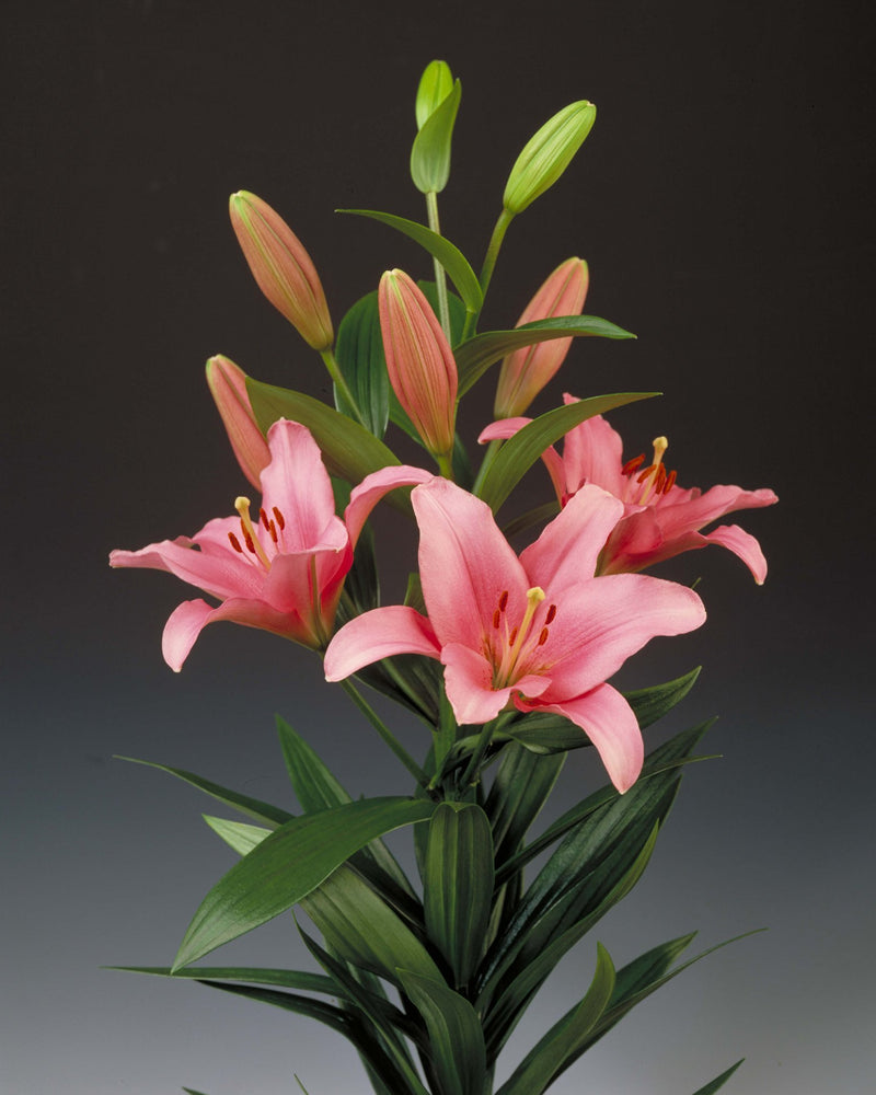 Plantogallery Lilium - Asiatic Lily Variety "Brindisi" Size 14/16 (Pink)