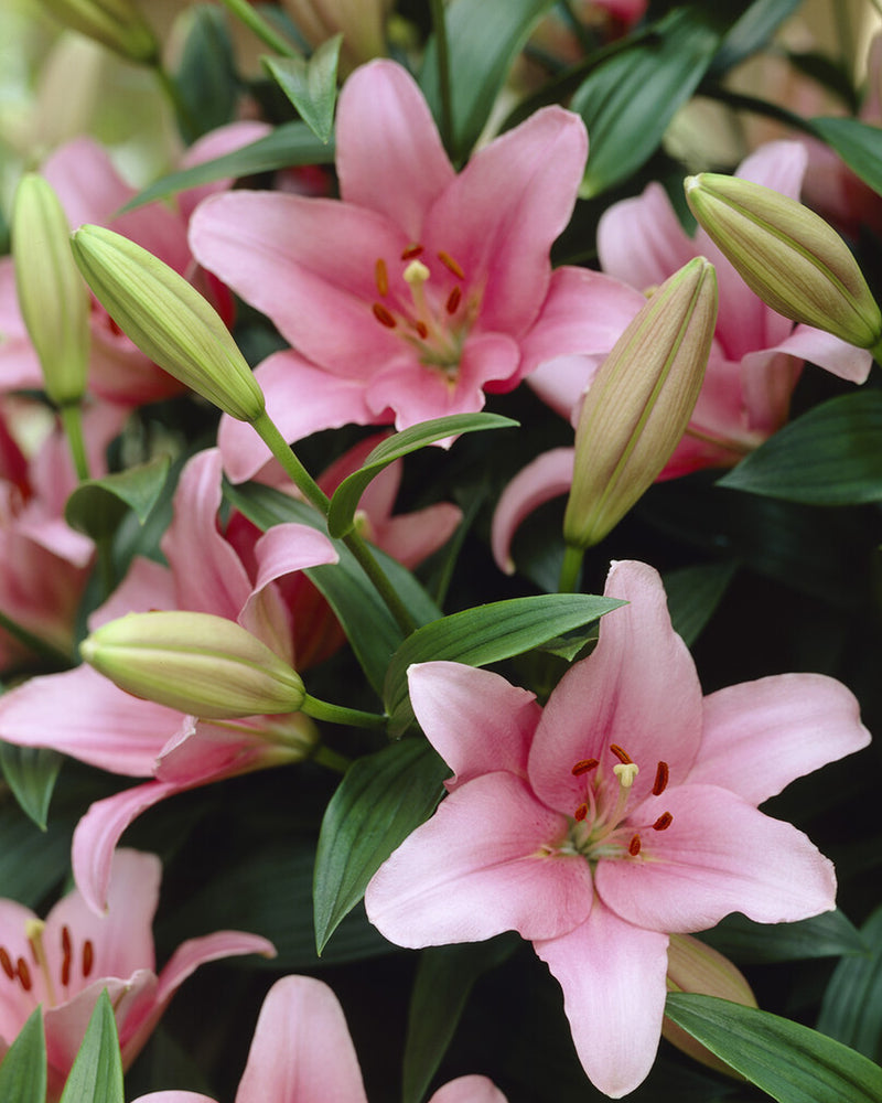 Plantogallery Lilium - Asiatic Lily Variety "Brindisi" Size 14/16 (Pink)