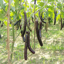 Brinjal Black Long Seeds for Home Gardening - Pack of 50 Seeds