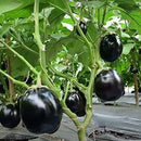 Brinjal Black Round Seeds for Kitchen Gardening - Pack of 50 Seeds