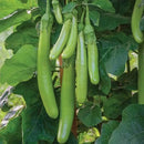 Brinjal Green Long Seeds for Gardening - Pack of 50 Seeds