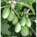 Brinjal Green Round Seeds for Kitchen Gardening - Pack of 50 Seeds