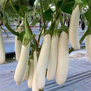 Brinjal White Long Seeds for Gardening - Pack of 50 Seeds