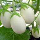 Brinjal White Round Seeds for Home Gardening - Pack of 50 Seeds