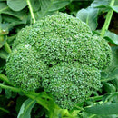 Broccoli Seeds Best for Your Kitchen Garden - Pack of 20-30 Seeds