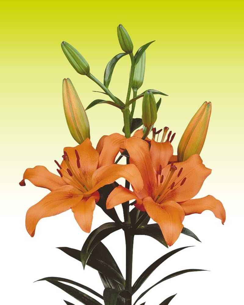 Plantogallery Lilium - Asiatic Lily Variety "Brunello" Size 12/14 (Orange)