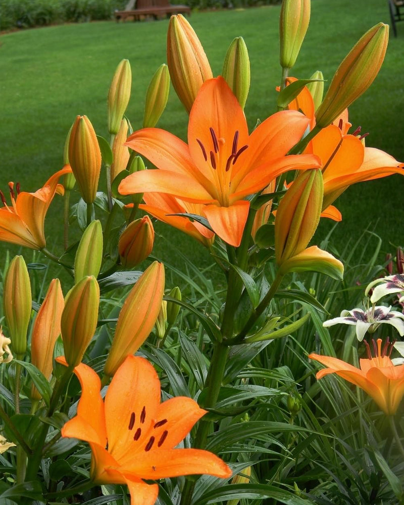 Plantogallery Lilium - Asiatic Lily Variety "Brunello" Size 12/14 (Orange)