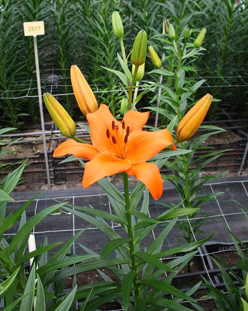 Plantogallery Lilium - Asiatic Lily Variety "Brunello" Size 12/14 (Orange)