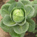 Cabbage Green Vegetable Seeds - Pack of 30-50 Seeds