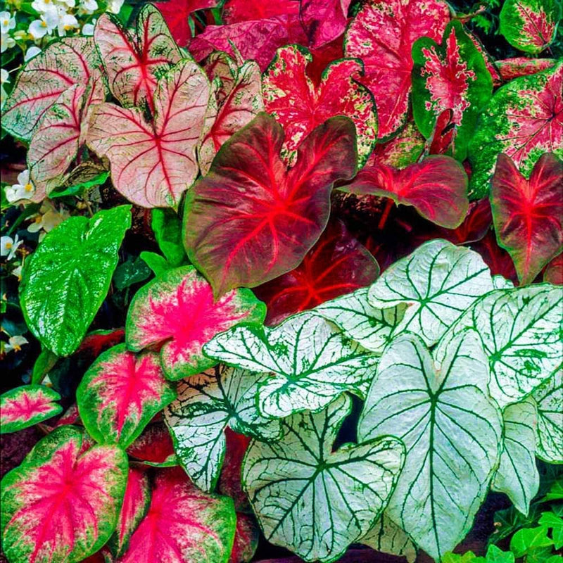 Caladium Multicolor Bulbs For ornamental Gardening