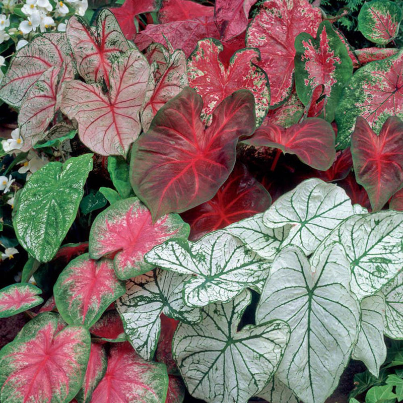Caladium Mix Summer Flower Bulbs Pack Of 15 By Plantogallery