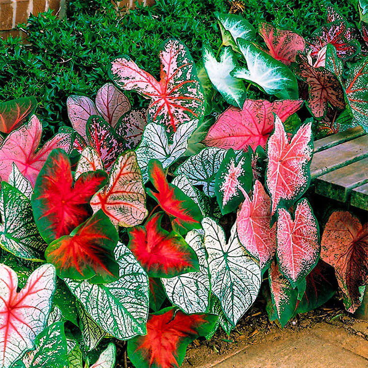Caladium Healthy Flower Bulbs Pack Of 5 For Summer Season By Plantogallery
