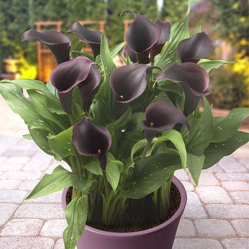 Imported Calla Lily Zantedeschia 'Captain Caruso' Imported Bulbs - Size 16/18 (Purple Black)