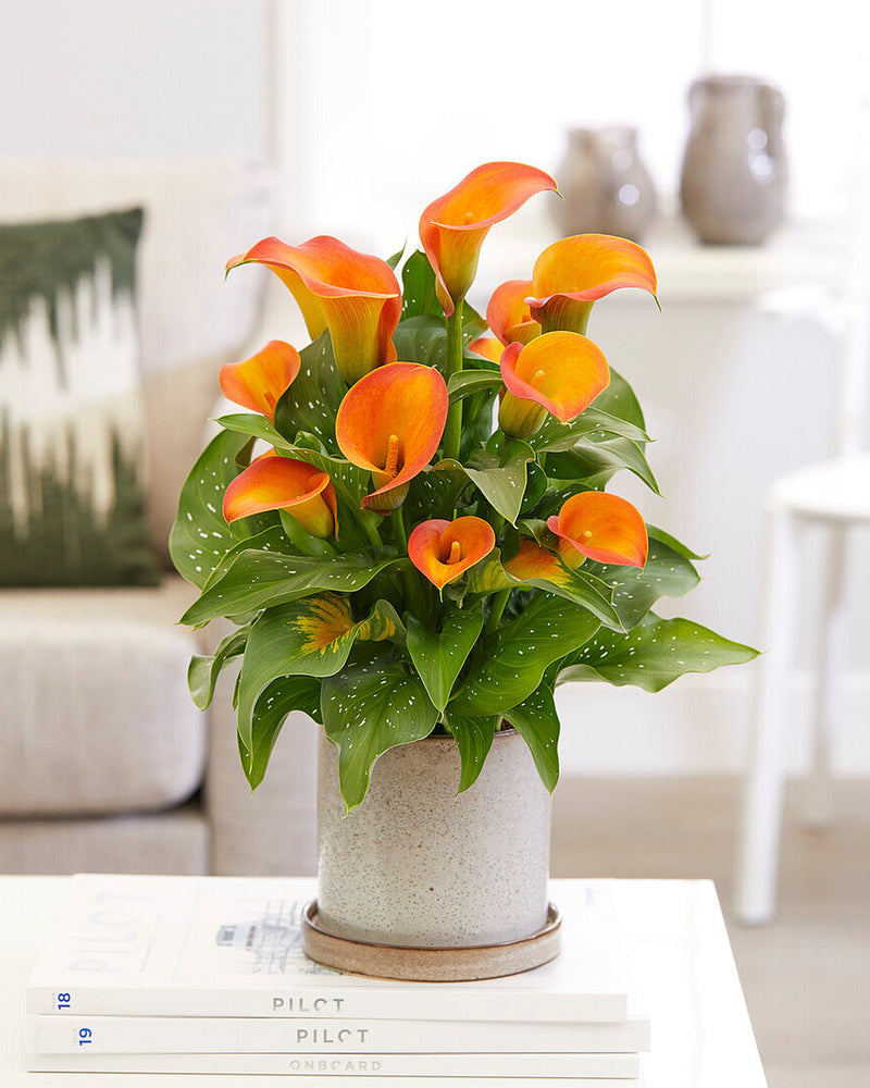 Zantedeschia - Calla lily Captain Brunello Imported Flower Bulbs Size 18/20 (Orange)