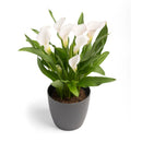 Zantedeschia - Imported Calla Lily Flower Bulbs Variety Crystal Blush