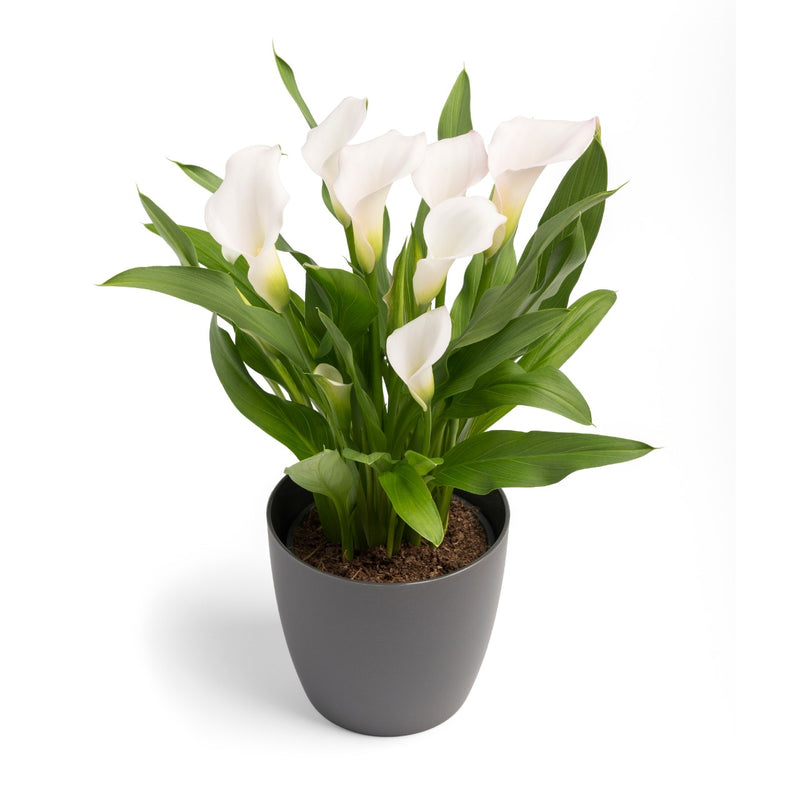 Zantedeschia - Imported Calla Lily Flower Bulbs Variety Crystal Blush