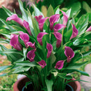Zantedeschia - Imported Calla Lily Flower Bulbs Variety Purple Dancer