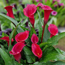 Zantedeschia - Imported Calla Lily Flower Bulbs Variety Red Charm