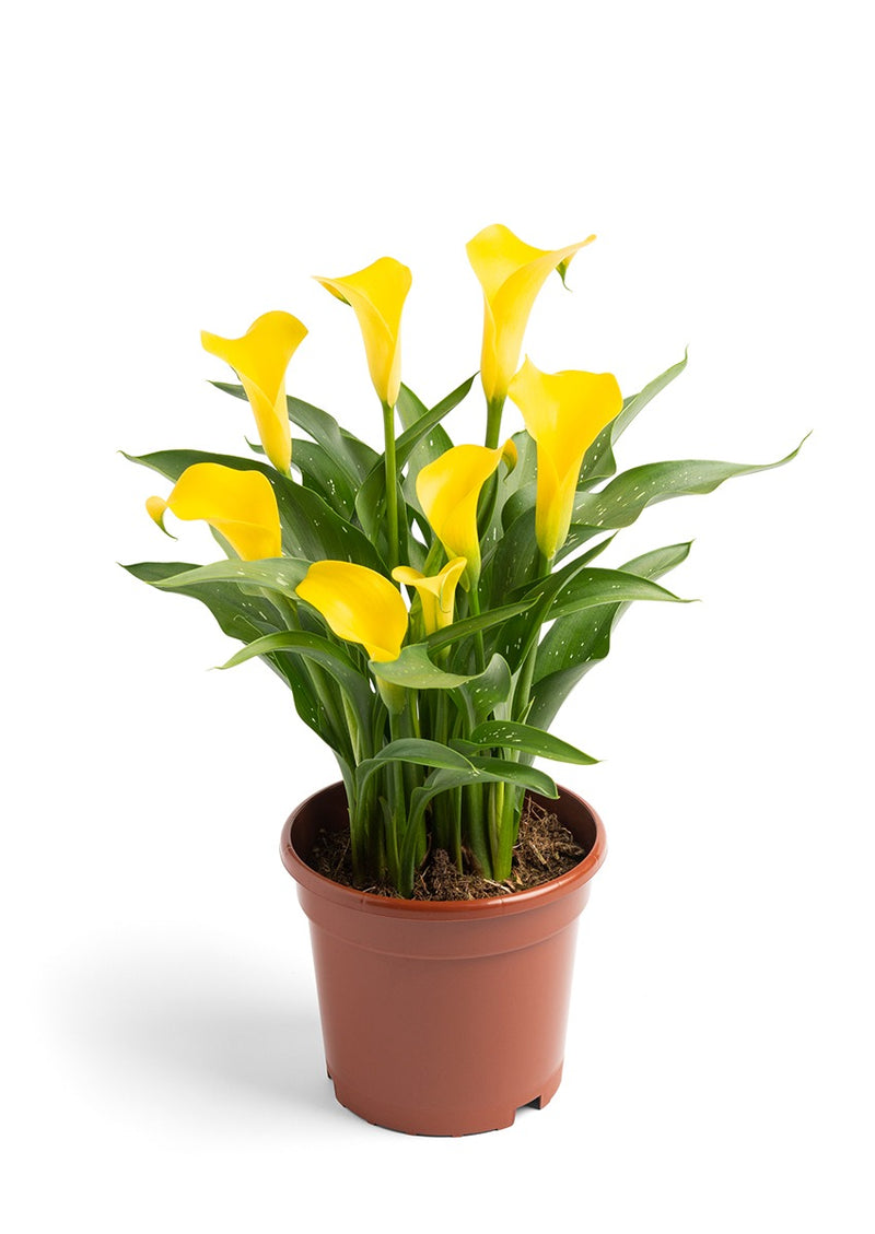 Zantedeschia - Imported Calla Lily Flower Bulbs Variety Sunya