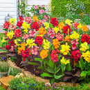 Canna Lily Flower Bulbs For All Season