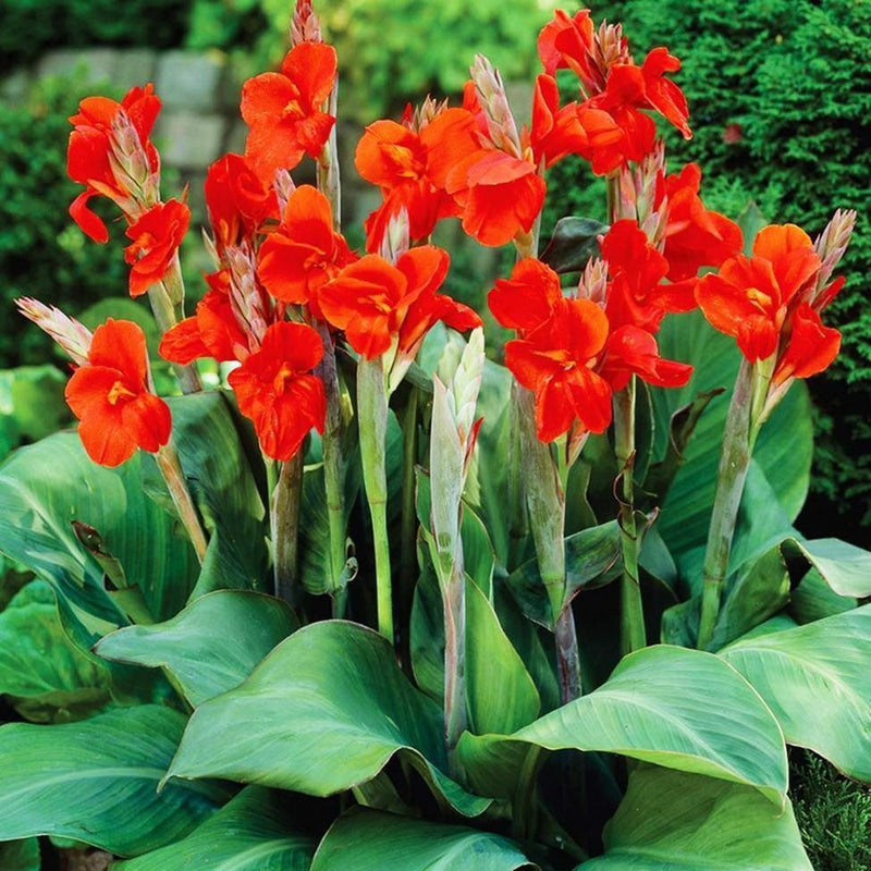 canna lily red