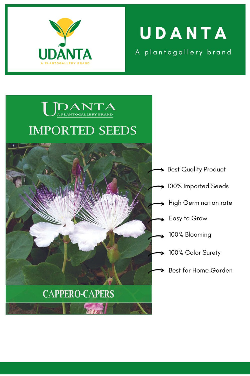 Udanta Imported Flower Seeds - Cappero Capers Exotic Herb Flower Seeds - Qty 1Gm Pack of 5 Pkt