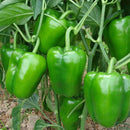 Capsicum Green - Shimla Mirch Vegetable Seeds for Home Gardening - Pack of 30-50 Seeds