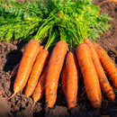 Gazar Orange - Carrot Orange Seeds for Kitchen Gardening - Pack of 100 Seeds