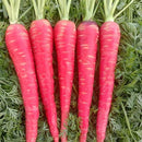 Gajar Lal - Carrot Red Seeds for Kitchen Gardening - Pack of 100 Seeds