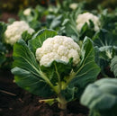 Cauliflower Seeds For Home Gardening - Pack of 30-50 Seeds