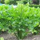 Celery Seeds for Kitchen Gardening - Pack of 50 Seeds