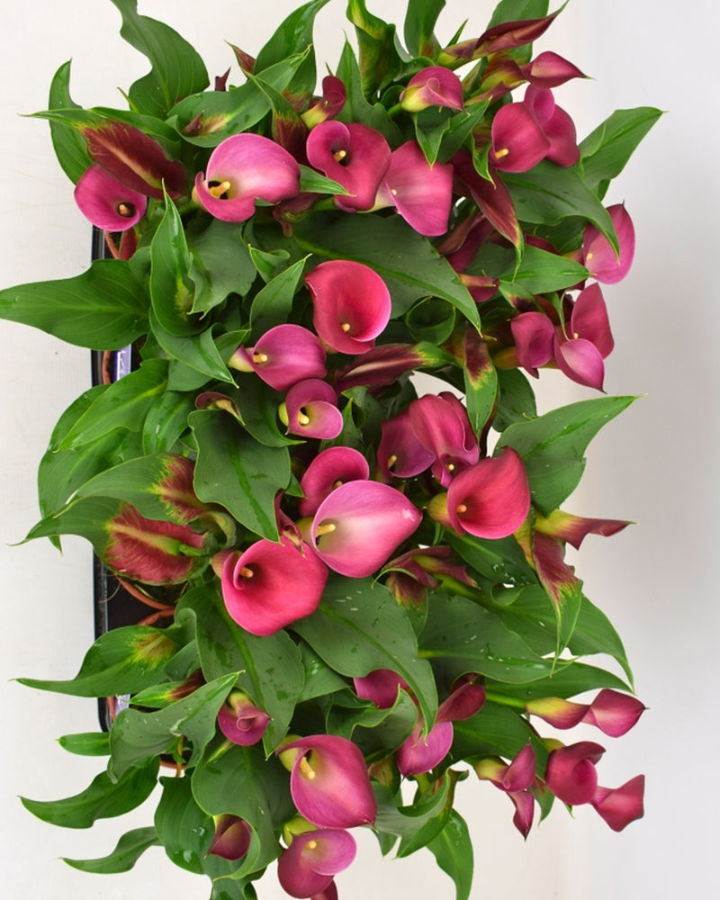 Zantedeschia - Calla lily Captain Cherry Kiss Imported Flower Bulbs Size 18/20 (Pink)