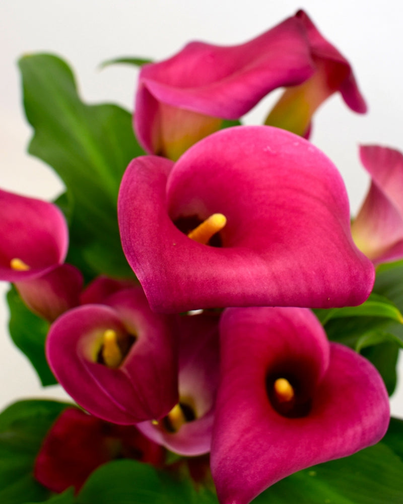 Zantedeschia - Calla lily Captain Cherry Kiss Imported Flower Bulbs Size 18/20 (Pink)