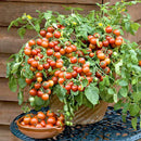 Cherry Tomato Seeds for Home Gardening - Pack of 30 Seeds