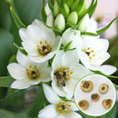 PLANTOGALLERY Ornithogalum/Chincherinchee Winter Flower Bulbs