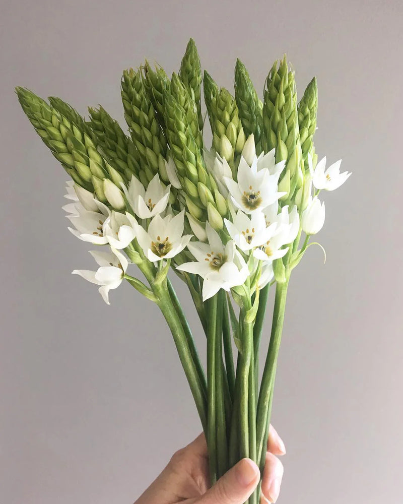 Plantogallery Ornithogalum - Chincherinchee Flower Bulbs (White)