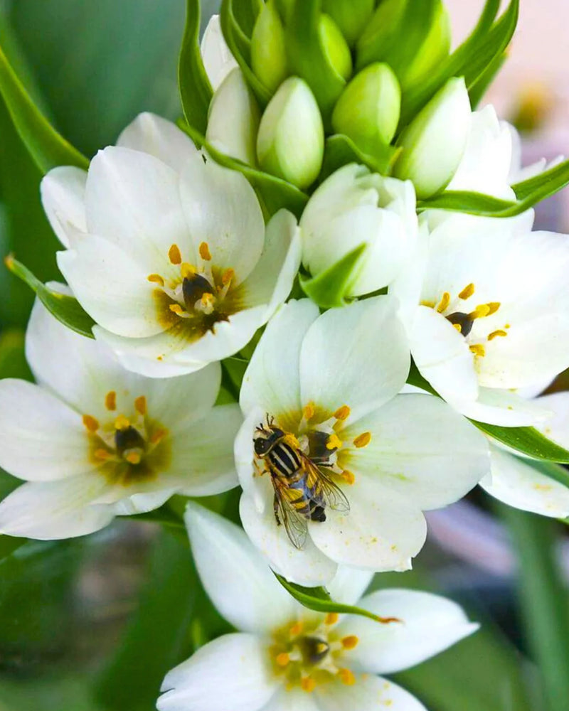 Plantogallery Ornithogalum - Chincherinchee Flower Bulbs (White)