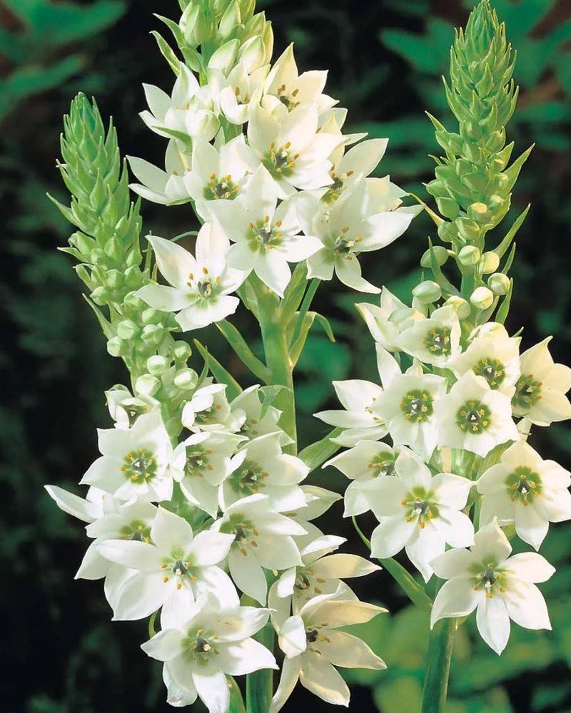 Plantogallery Ornithogalum - Chincherinchee Flower Bulbs (White)