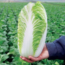 Chinese Cabbage Seeds for Home Gardening - Pack of 30-50 Seeds