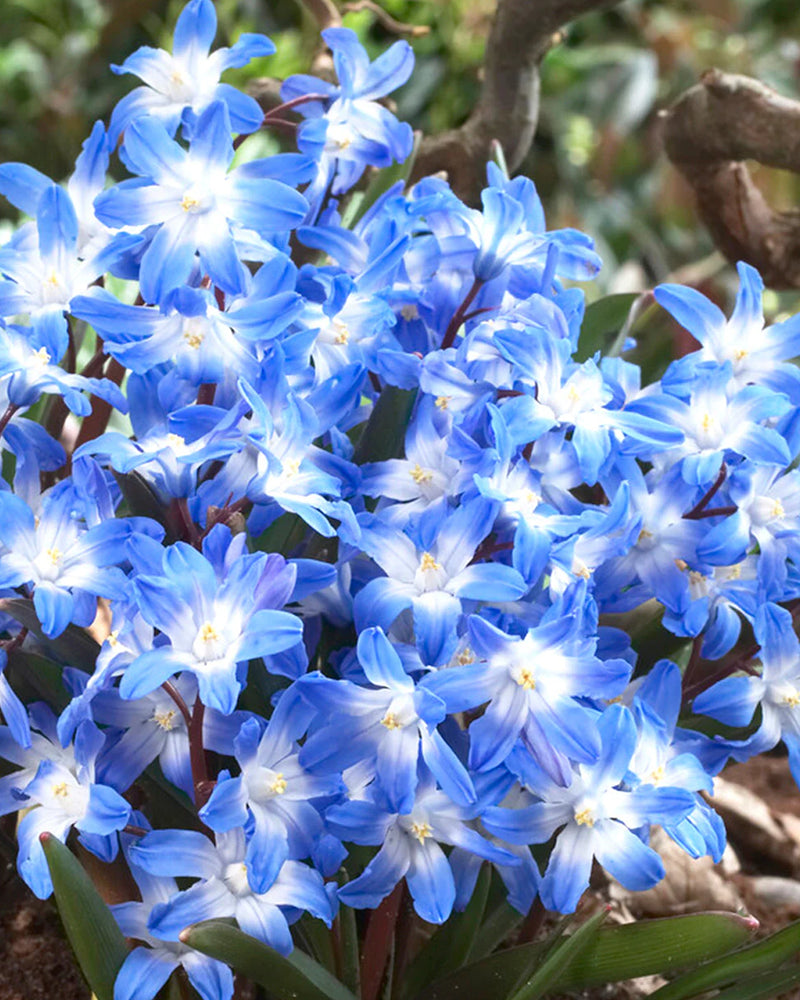 Plantogallery Chionodoxa Forbesii Imported Flower Bulbs Size 5/6 (Blue)