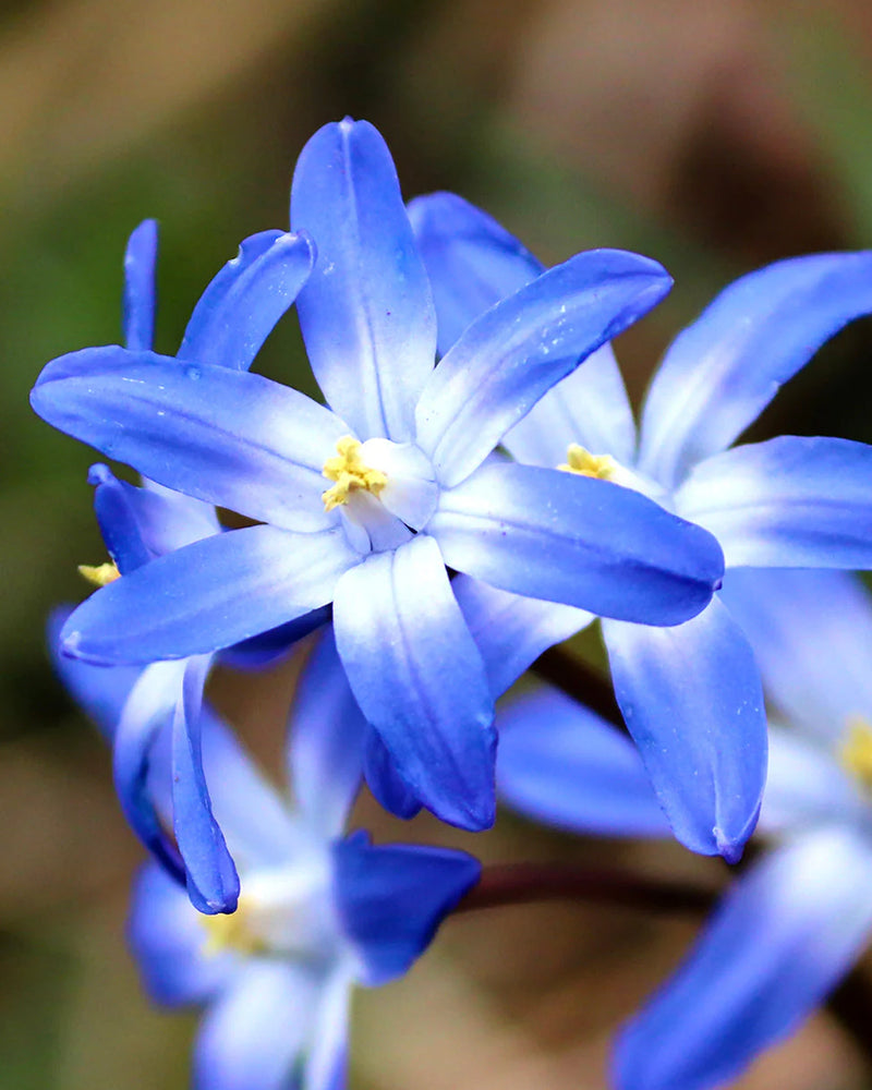 Plantogallery Chionodoxa Forbesii Imported Flower Bulbs Size 5/6 (Blue)