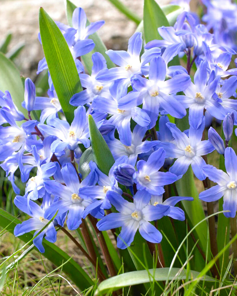 Plantogallery Chionodoxa Forbesii Imported Flower Bulbs Size 5/6 (Blue)