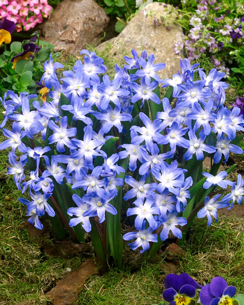 Plantogallery Chionodoxa Forbesii Imported Flower Bulbs Size 5/6 (Blue)