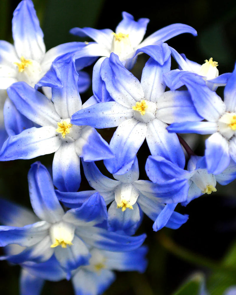 Plantogallery Chionodoxa Forbesii Imported Flower Bulbs Size 5/6 (Blue)